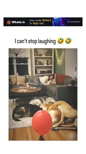GlobalTrend_Hubb™ on Instagram: "The post shares a 15-second video capturing pets' chaotic reaction to a popping red balloon in a cozy living room, with dogs leaping onto furniture, flipping a table, and a cat darting away, overlaid with laughing emojis for added humor. Uploaded on February 7, 2026, by @iTheWolfman —a content creator specializing in viral videos and martial arts clips—it quickly amassed 427,000 views, 4,270 likes, and enthusiastic replies praising the unscripted pandemonium. Des
