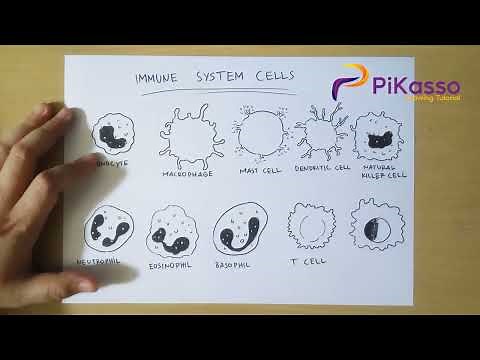 How to Draw Immune System Cell Types