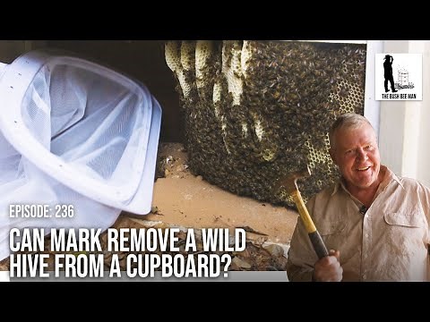 Wild Bee Hive Removal From a Cupboard, Will it Work? | The Bush Bee Man