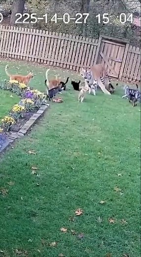 Street Cats Drive Off a Tiger to Save a Dog | Real CCTV Moment 🐯🐱
