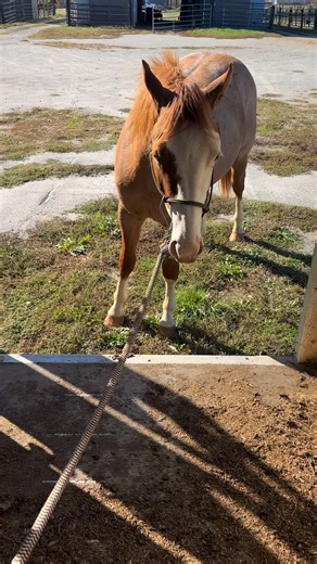 Virge’s first trailer loading. | Christine Cyr Stokley