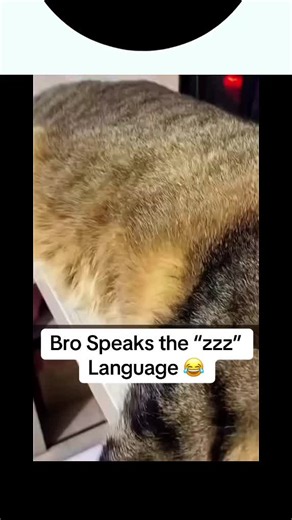 Bro Speaks the “zzz” Language 😂#fy #fyp #f