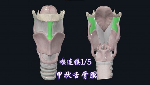 喉连接1\u002F5：舌骨与甲状软骨连接（甲状舌骨膜）