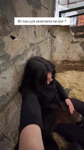 Maşallah! Discover the Beauty of Horses and Foals