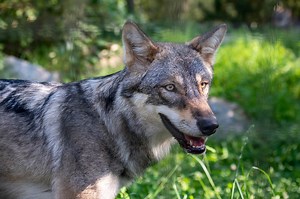 Tatort Tier im Dählhölzli | Tierpark Bern
