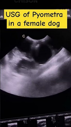 #Pyometra in a dog: USG findings//#USG image of pyometra in dog