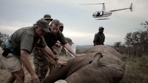 Watch what happens when a cornered rhino fights back