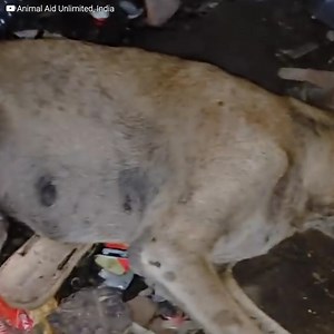 149K views · 2.6K reactions | Det här är det sorgliga ögonblicket när...