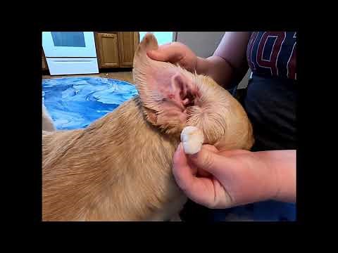Dog Ear Cleaning : A Comprehensive Guide