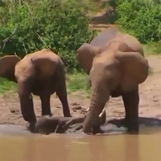 explore.org on Instagram: "The Pushover. Intentional or not?"