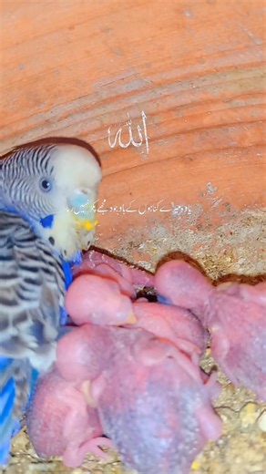 Newborn Budgies Chicks Close Up | Parakeet Nest Life #birds #shorts #babybird