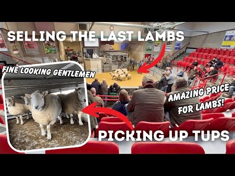 Selling Lambs & New Tups!