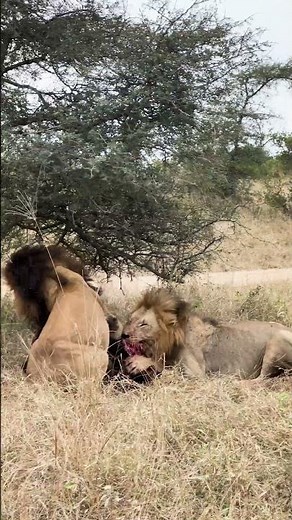 Male Lions hunt Buffalo Calf | Lion Sands Game Reserve | Sabi Sand | South Africa #wildlife #lion