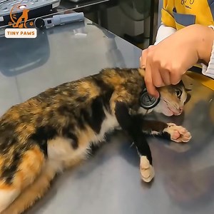 • A Wonderful and Heartwarming Rescue Tale | Dog Days News