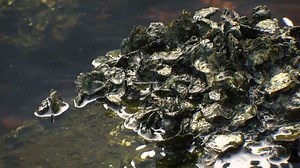 Red tide: How oyster beds naturally filter harmful nutrients, brevetoxins from Tampa Bay water