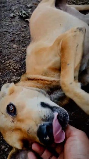 The Purest Love: Dogs Showing Heart-Melting Moment♥️🥹