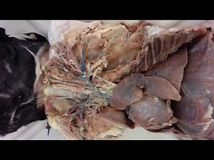 Cat Dissection: Upper Arterial System