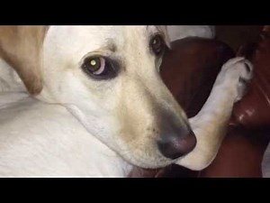 Labrador whining