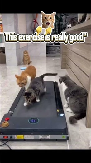 POV : You bought a treadmill for your cats ...🤣✨
