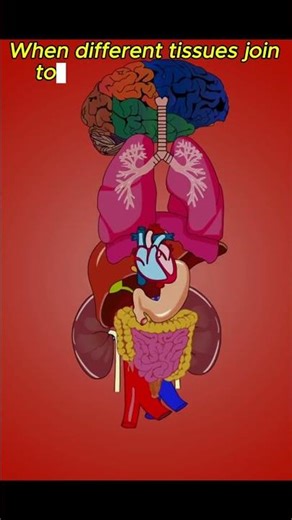 Cells, Tissues, Organs – The Biology Chain You Must Know! Stay With 10 Minute Study