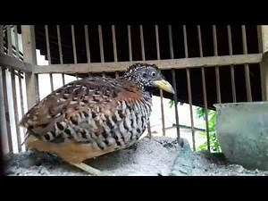 Cara mandi burung puyuh hutan ini punya keunikan sendiri (mupuar )