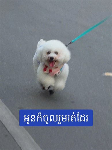 វីដេអូ​របស់ Chip Mong Land (@chipmongland_official) ជាមួយ original sound - 𝟑𝟎𝟑 𝐒𝐚𝐧𝐨. - 𝐒𝐚𝐧𝐨.