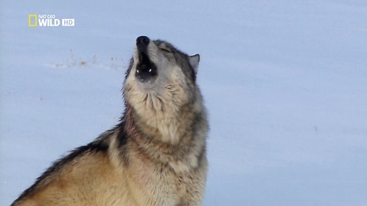 【熟肉】 国家地理纪录片 《黄石公园的母狼王 Wild Yellowstone She Wolf》 全集 1080P