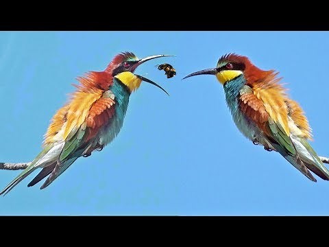 Bee-eater Call Merops apiaster Sound Abelharuco Canto