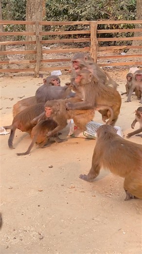 Funny monkeys fight for food | #monkeyreelsdiaries