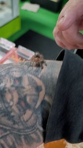 54 reactions | #chocogoldenknee #tarantula #arachnids #spider | Rog Reptiles | Facebook