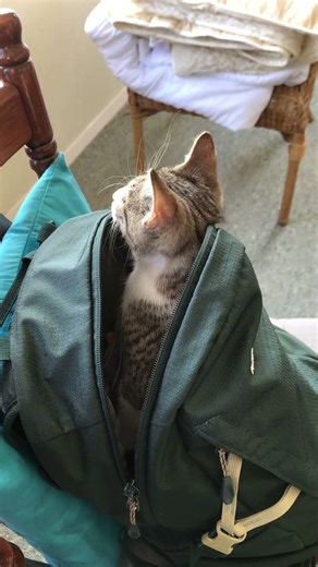 Adorable Baby Gohan Moments~ #viral #viralshorts #cat #cute #kitten