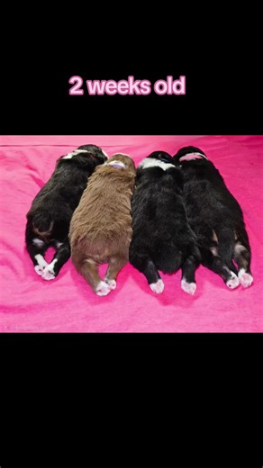 Puppies are all over 4 pounds now! Eyes are all open and they've made two field trips to the living room! They're going to be running all over by the end of the week! Wags is now the smallest, Rhoades is back to weighing the most, followed by Lara then Wendy! Rhoades is available 👀 #australianshepherd #puppytiktok #aussies #puppy #dogsoftiktok