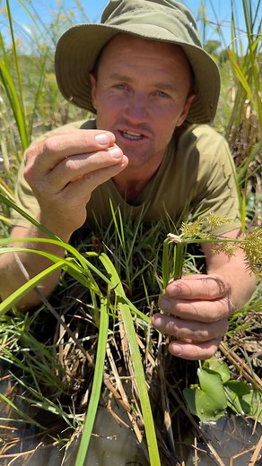 Painted reed frogs are tiny and delicate inhabitants of a healthy ecosystem! | Reilly Travers