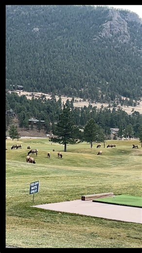 🦌 The Call of Autumn — The Elk Bugle in Estes Park 🍂 If you’ve ever stood in the crisp mountain air and heard that haunting sound echo across the valley — you’ll never forget it. 🎶 The elk bugle isn’t just noise… it’s the heartbeat of the Rockies in fall. Each call tells a story: 🔥 A challenge to rivals. 💞 A call to the herd. 🌙 A reminder that nature still rules these mountains. During the rutting season, Estes Park and Rocky Mountain National Park become a living stage — where bugles rise