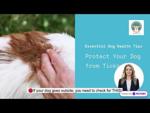Ticks in Dogs: Symptoms, Types, Identification & Safe Tick Removal Guide