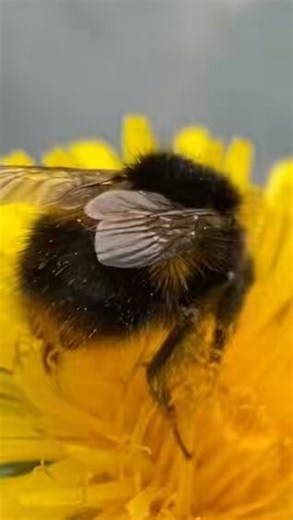 As usual at this time of year we have people on worried about having a bumblebee ‘hive’ in their garden.‘Are they dangerous?’‘Should I have them removed?’‘Will they be there forever?’Here’s a quick #bumblebee #lifecycle thread to explain.Please #retweet for the #bees.1/14