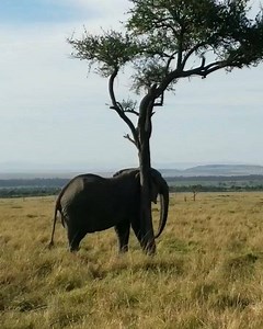 3.1M views · 94K reactions | A breathtaking view of an elephant...