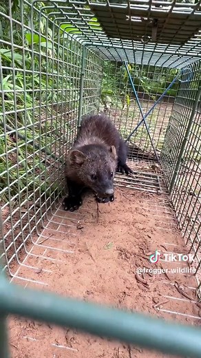 Actual Fisher Cat Vocalizations #fyp #upstateny #froggerwildlife | fisher cat scream