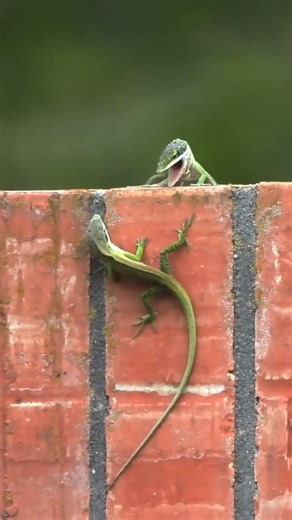 Clash of the Lizards - Tiny Titans Battle It Out 🦎⚔️🦎