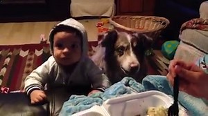 She Wants Her Baby To Say 'Mama', Now Keep Your Eyes On Border Collie :) | Border Collie Heartbeat