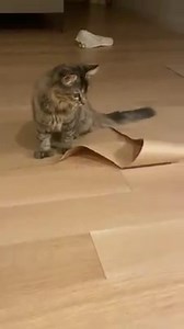 19K views · 910 reactions | Simple things are great, too. Watching Kiwi and Hazel @kiwi.and.hazel entertain themselves always brings joy to me and our family. What simple thing are you going to achieve today which brings a smile and joy? | Dr Ben Lynch | Facebook