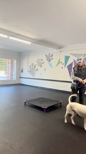 Cass is leveling up this week in his training. We are adding more distractions to his place command & adding duration to the down command. We’re also starting the initial steps of sending to place without leash support. #levelingup #keeppracticing #balancedtraining #upstatesc | Upstate Dog Wizard | Facebook