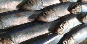SCOTTISH NORTH SEA HERRING FISHERY GATHERS PACE