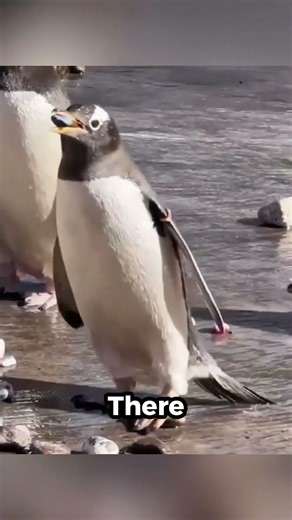 Penguins’ Coolest Love Proposal 🐧💙