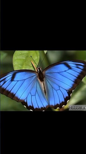 🐛➡🦋"Blue Morpho Butterfly: From Egg to Stunning Wings | Full Life Cycle in 4K | Metamorphosis"