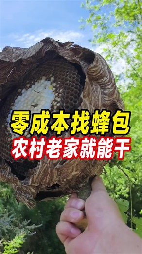 给大家分享一个0成本在农村老家快速找到马蜂窝的方法