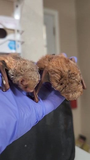 Pebbles & Bamm-Bamm are Eastern red bats, and are two of our last red bat juveniles in care. This pair has had a bit of a harder time learning to fly, but they're still working on it. In the meantime, they are going to enjoy their breakfast together. ❤️ | Bat World Sanctuary
