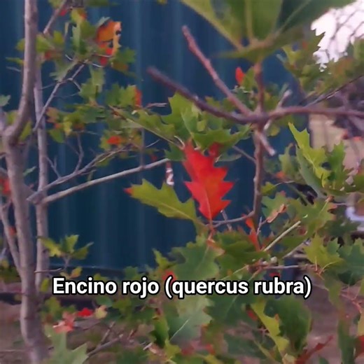 Arboles en México. Encino rojo. Nombre científico: Quercus Rubra. 🌳🙌🏻 #encino #encinorojo #otoño