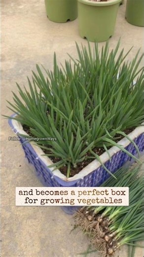 How to prepare a fruit box for cultivation. #garden #roomtogrow #growingvegetables #gardening