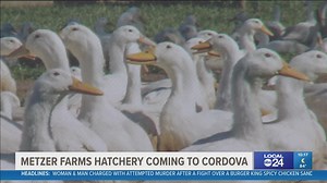 Groundbreaking held for new waterfowl hatchery in Cordova